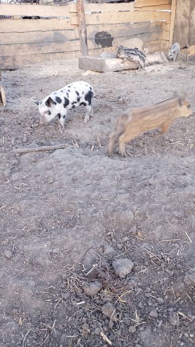 Поросята кантори по цікавій ціні