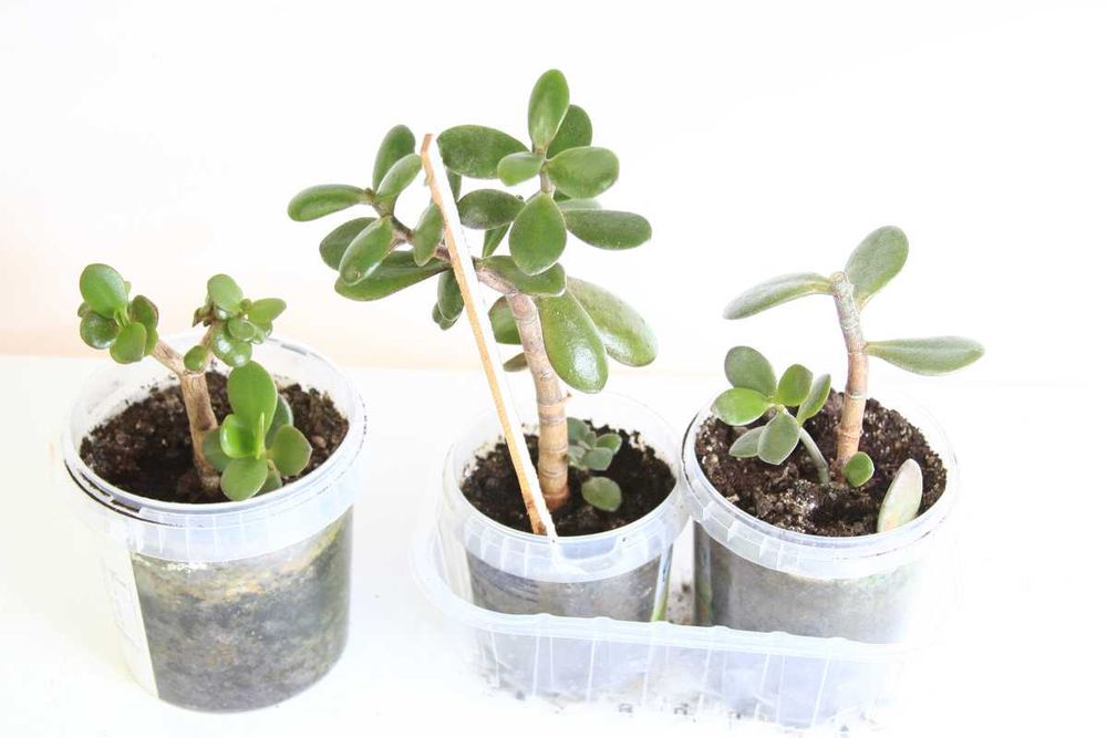 Sadzonka grubosz , drzewko szczęścia