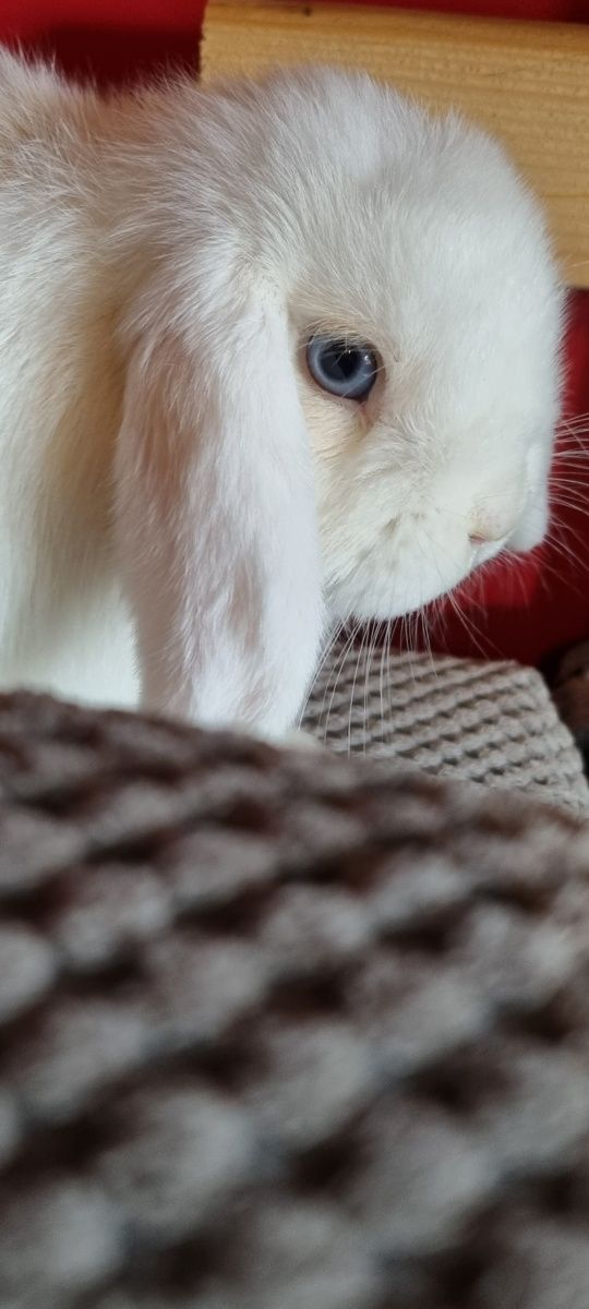 Królik mini lop dziewczynka