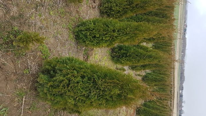 Thuja Szmaragd 55-70cm, od producenta