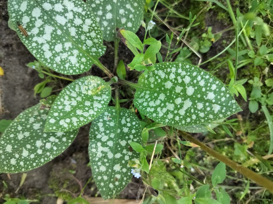 Miodunka -roślina lecznicza