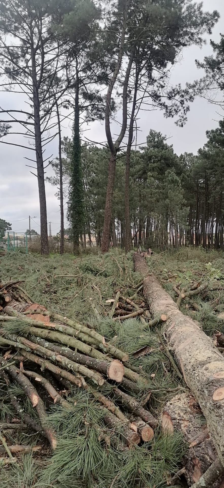 Limpeza de terreno