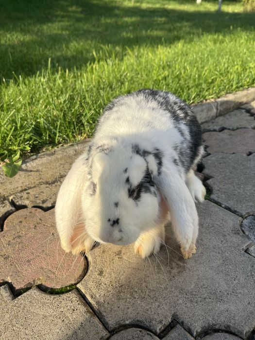 Кролики Французький барар