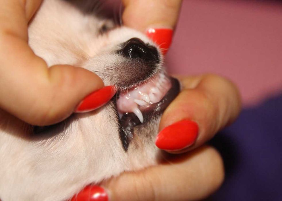 Prześliczna chihuahua długowłosa MY VANILLA LOVE Crazy Passion