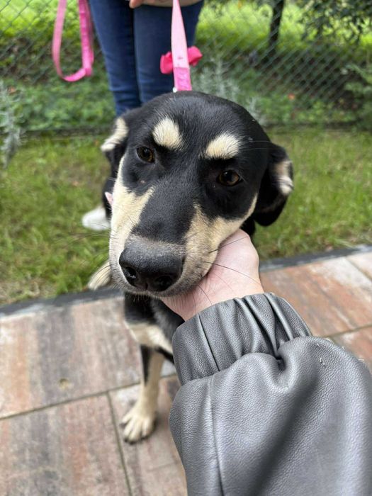 Spartunia młodziutka suczka do adopcji