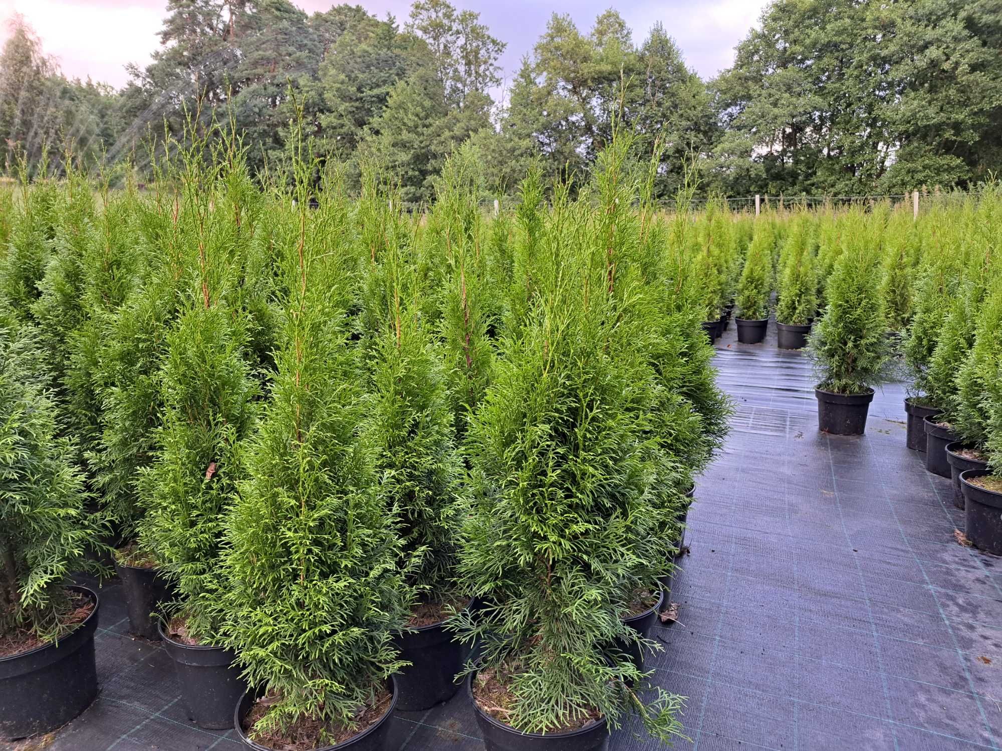 Tuja SZMARAGD 100-120cm w doniczce 5l - Biały Bór k/Grudzìądza