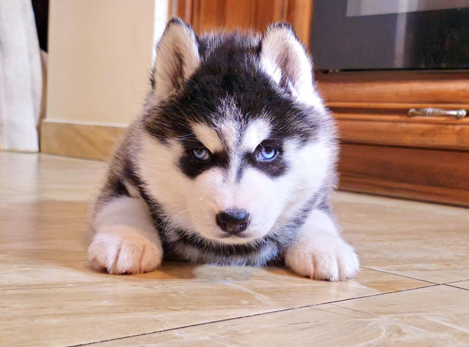 Szczeniak Siberian Husky rodowód ZKwP FCI Champion Puppy Pedigree