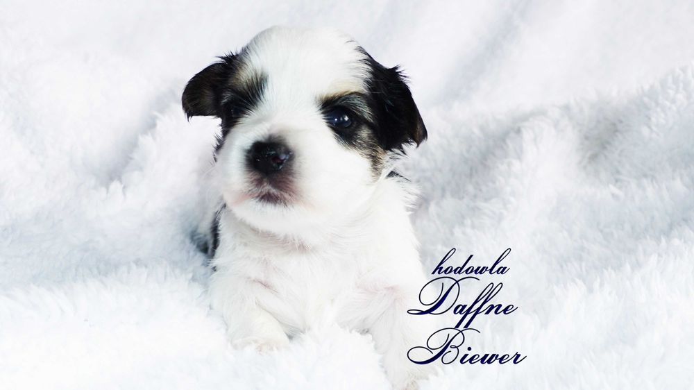 York Biewer Yorkshire Terrier