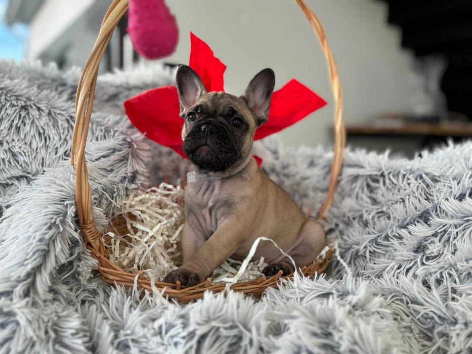 Buldog Francuski ZKwP FCI