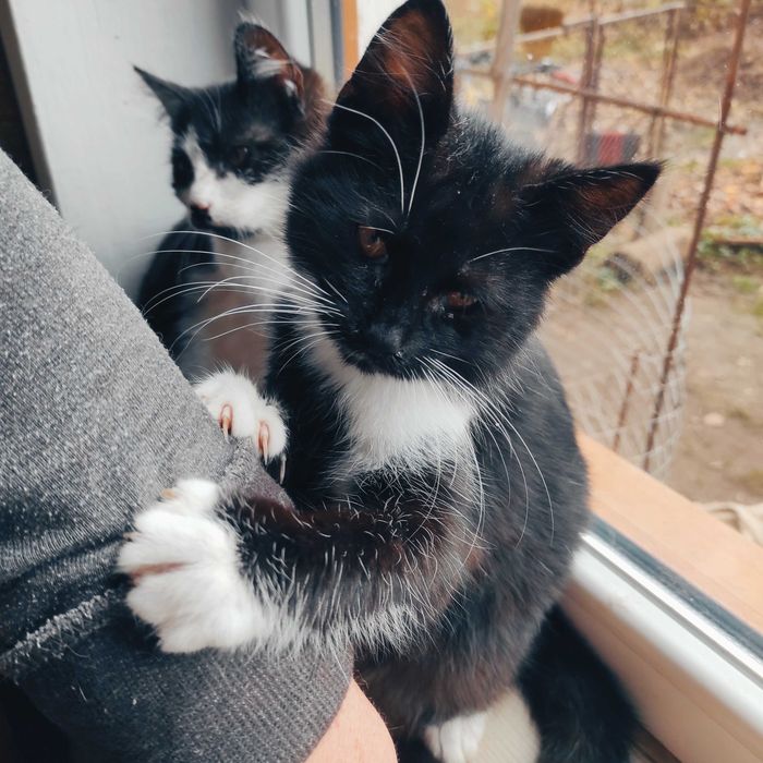 Кошеня котик в хороші руки