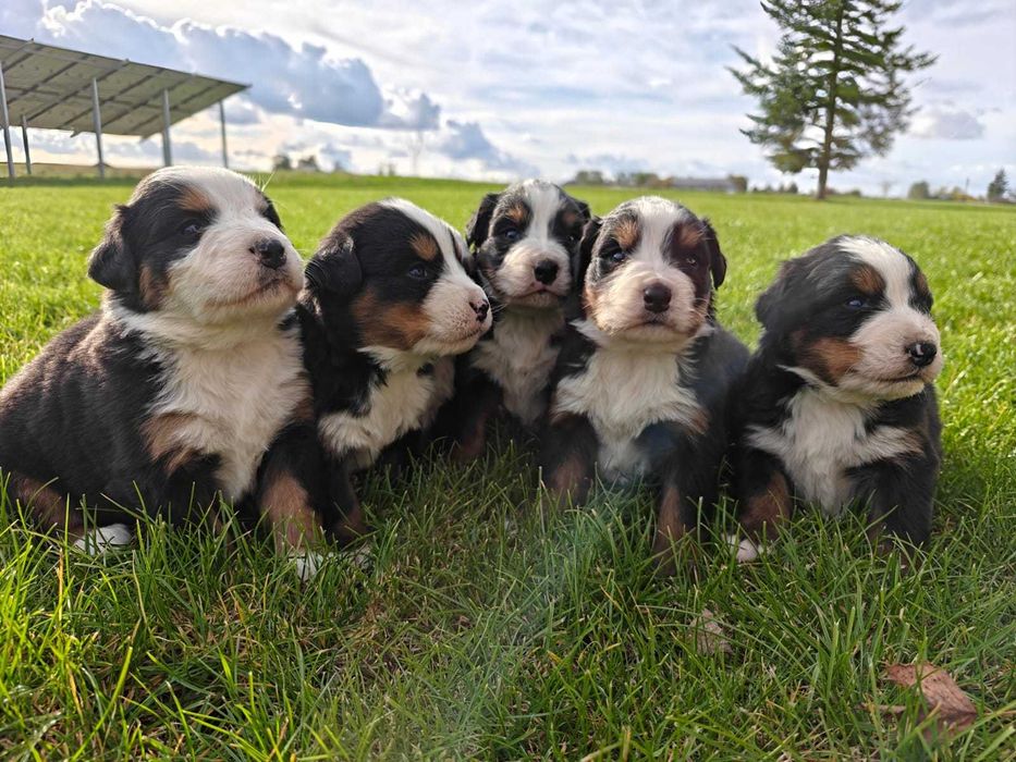 Berneński Pies Pasterski SZCZENIAK