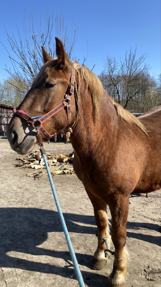 Sprzedam klacz rasa zimnokrwista