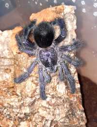 Avicularia purpurea L2 - Ptasznik avi