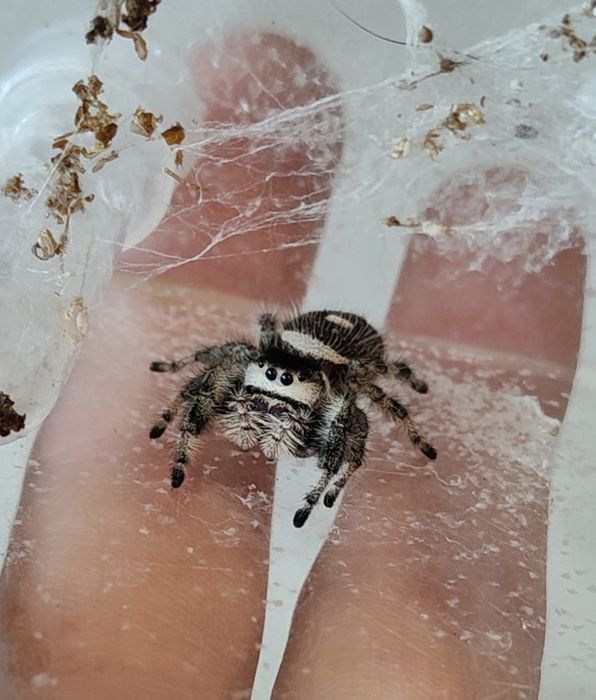 skakun królewski samica