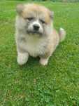 Akita Inu chłopiec