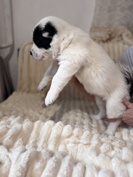 Продам цеценят алабая