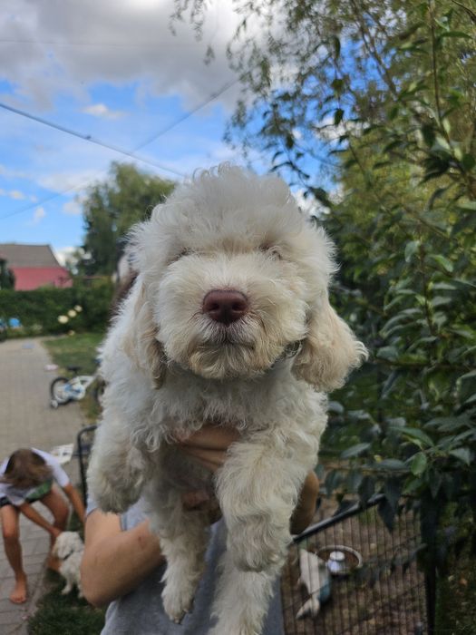Lagotto romagnolo po pracujących  rodzicach