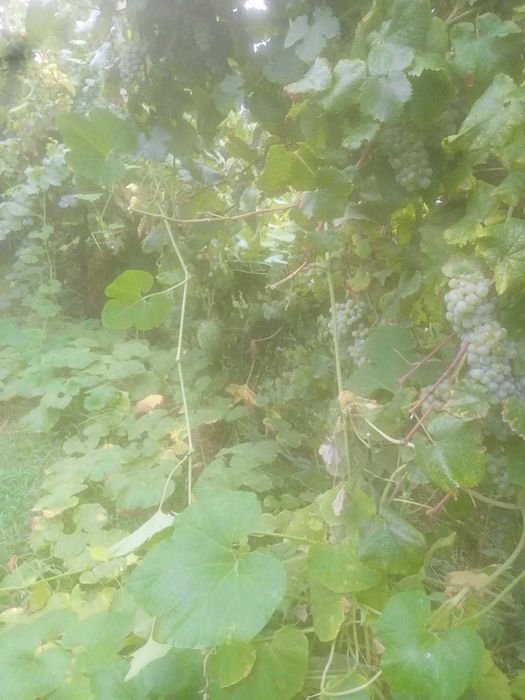 Uvas Azal, zona de Borba de Godim perto de Amarante.