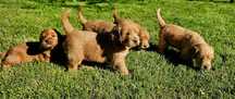 Goldendoodle f1 piesek mini i standard