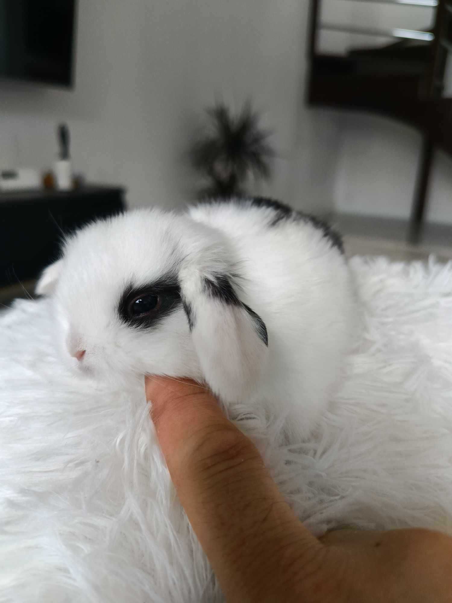 Mini lop karzełek Teddy hodowla zarejestrowana