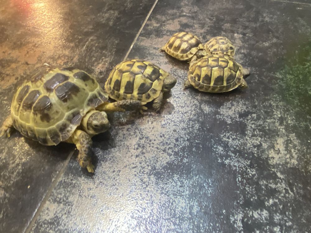 Сухопутные травоядные черепахи, греческая  балканская  и азиатская