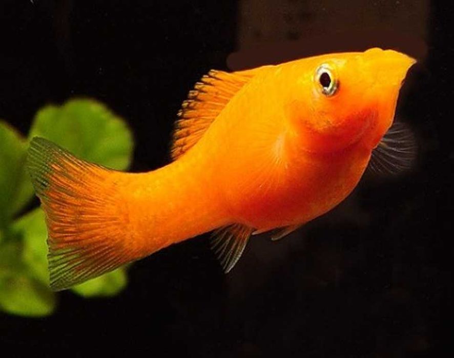 Molinezja ostrousta złota - Poecilia sphenops - dowóz, wysyłka