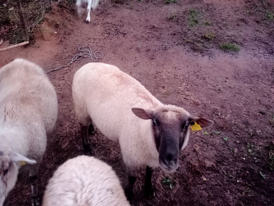 Ovelha mistura sulffok