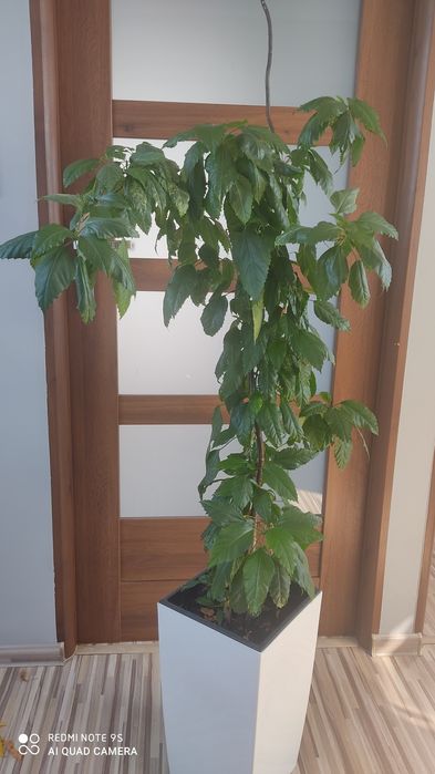 Hibiskus duży malinowe kwiaty róża chińska