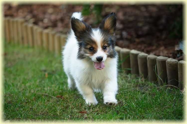 Spaniel kontynentalny miniaturowy papillon ZKwP/FCI