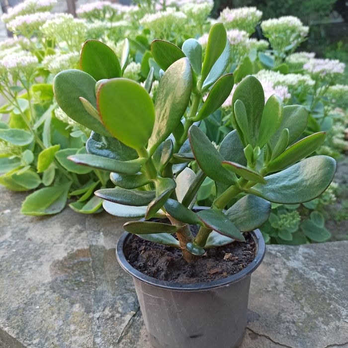 Грошове дерево(красула)