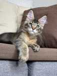 Zelda-kotka Maine Coon