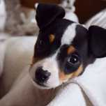 Jack Russel menina