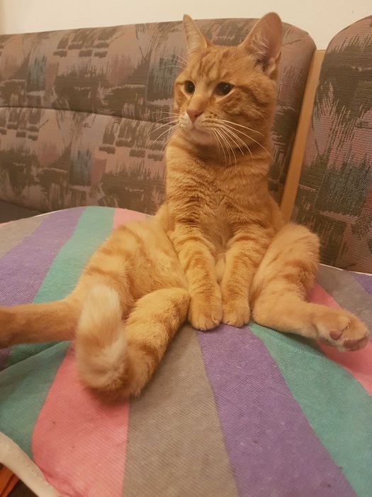 Znaleziony rudy kotek „Tygrys”– adopcja, najlepiej dom z ogródkiem