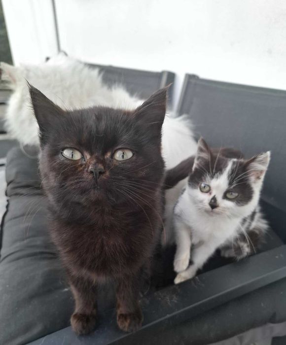 Matka PERS.Oddam kotki w dobre ręce