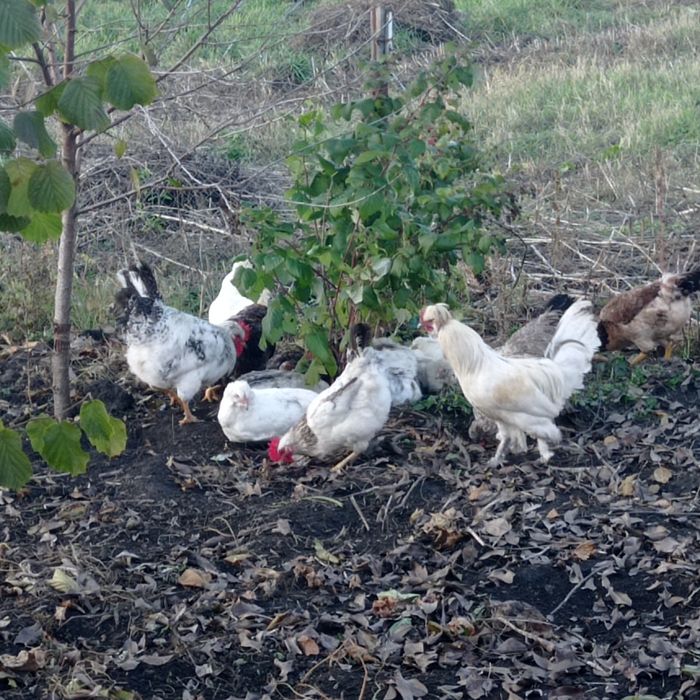 Інкубаційне яйце чубатих несучок