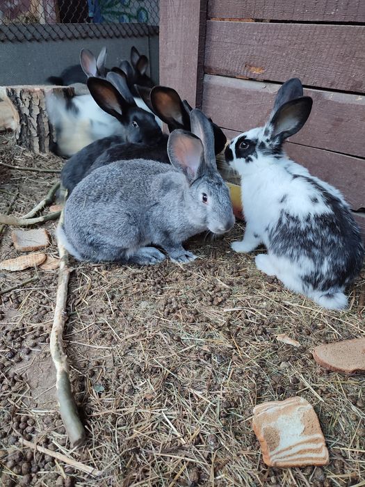 Кролики и крольчата продам