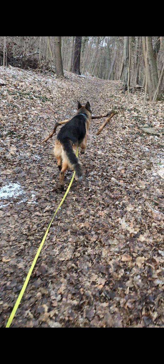 Bruno owczarek niemiecki do adopcji!