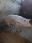 Porco Macho Inteiro Pietrain e Landrace