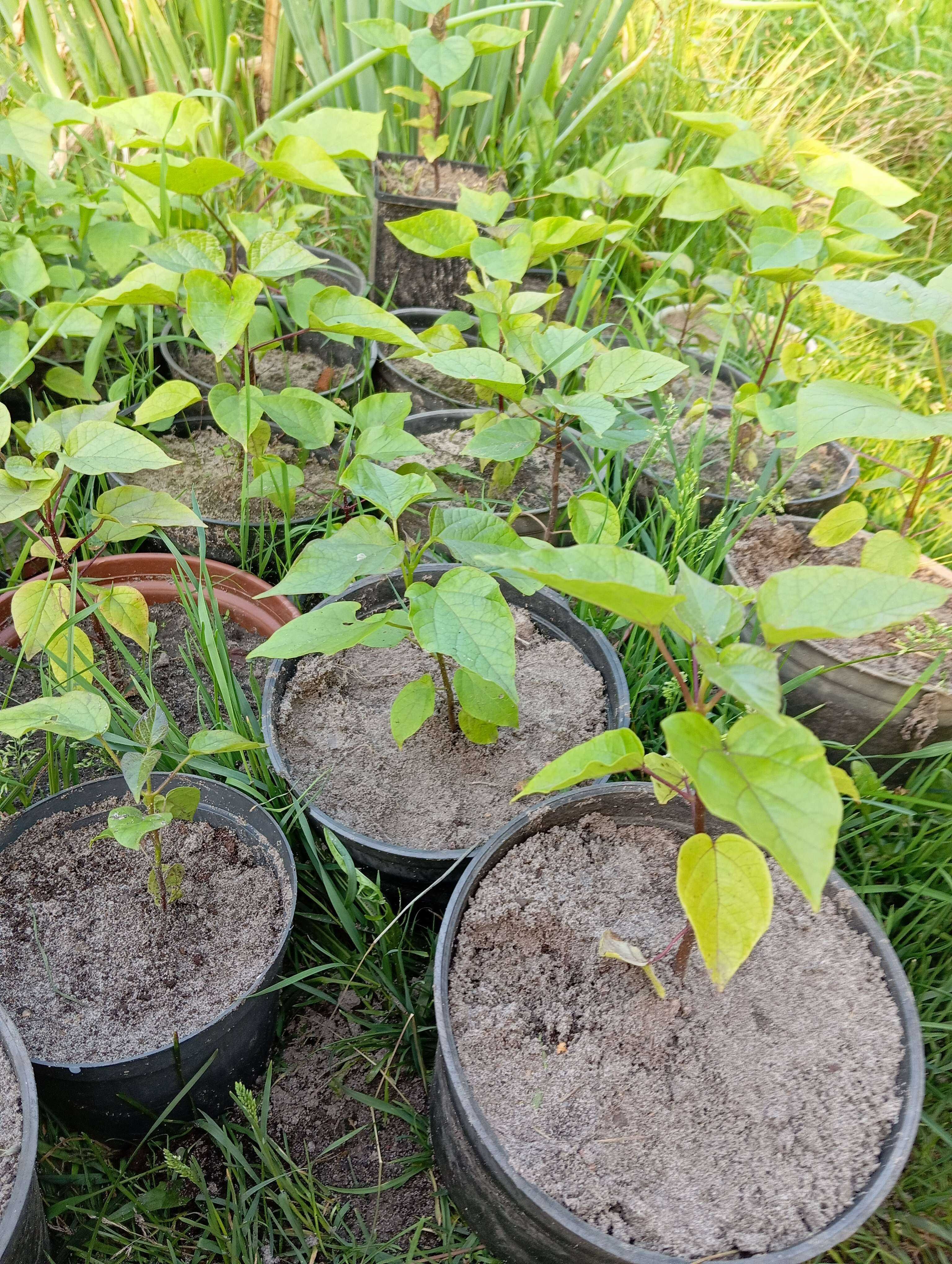 Botaniczna Surmia bignoniowa  - Katalpa , sadzonka w doniczce 2letnia