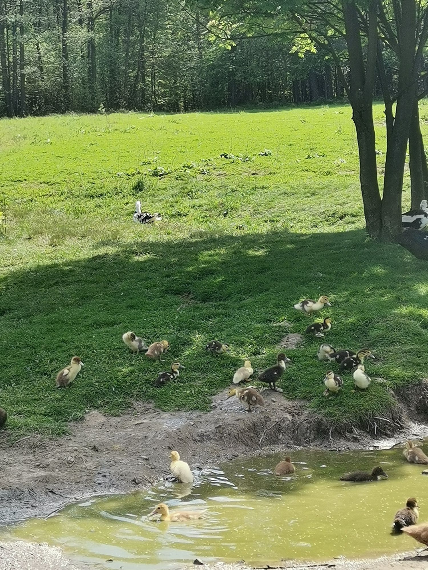 Sprzedam kaczki francuskie