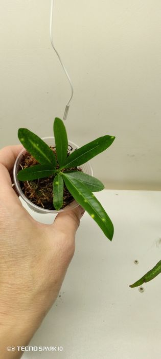 Кронтон Банан и Занзибар