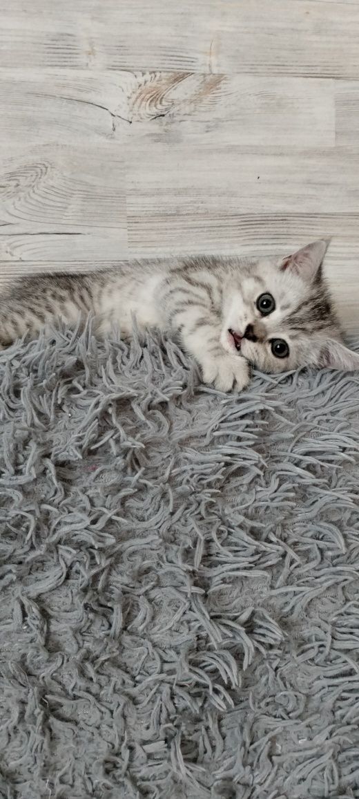Шотландські кошенята