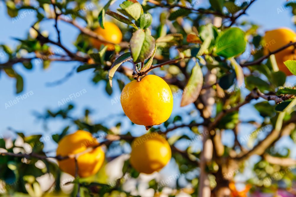 Pigwowiec pośredni 'Clementine' Pomarańczowe kwiaty (Chaenomeles)