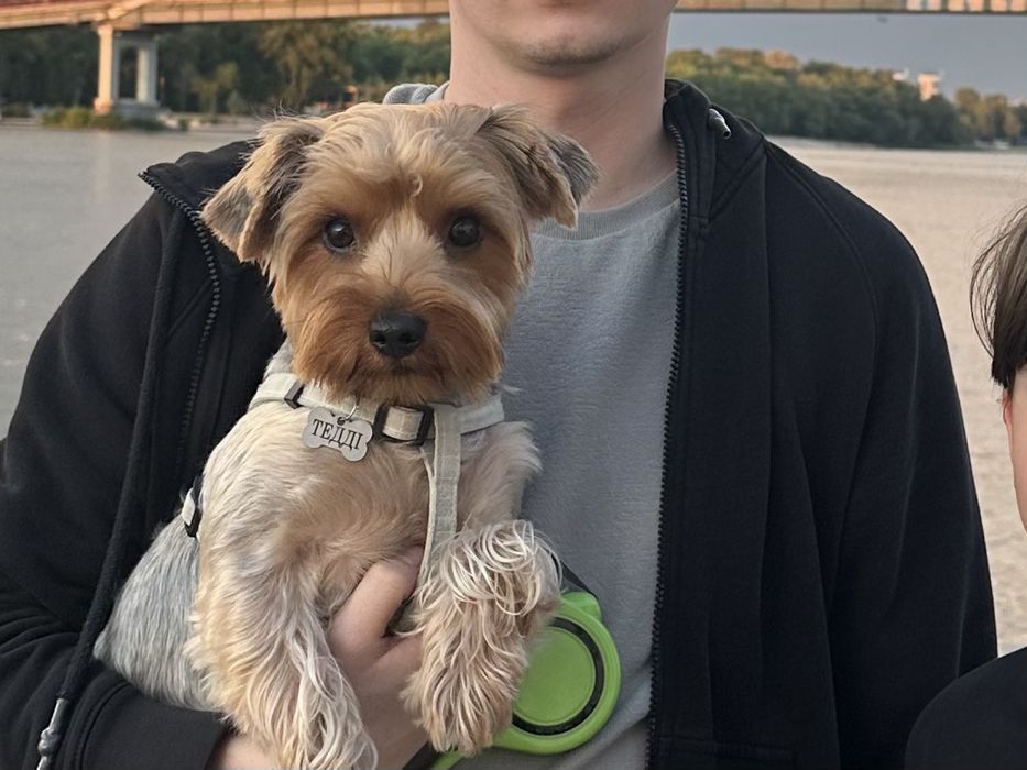 Йорк шукає дівчинку злучка собак вʼязка