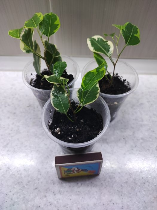 Продам фикусы "Кинки".