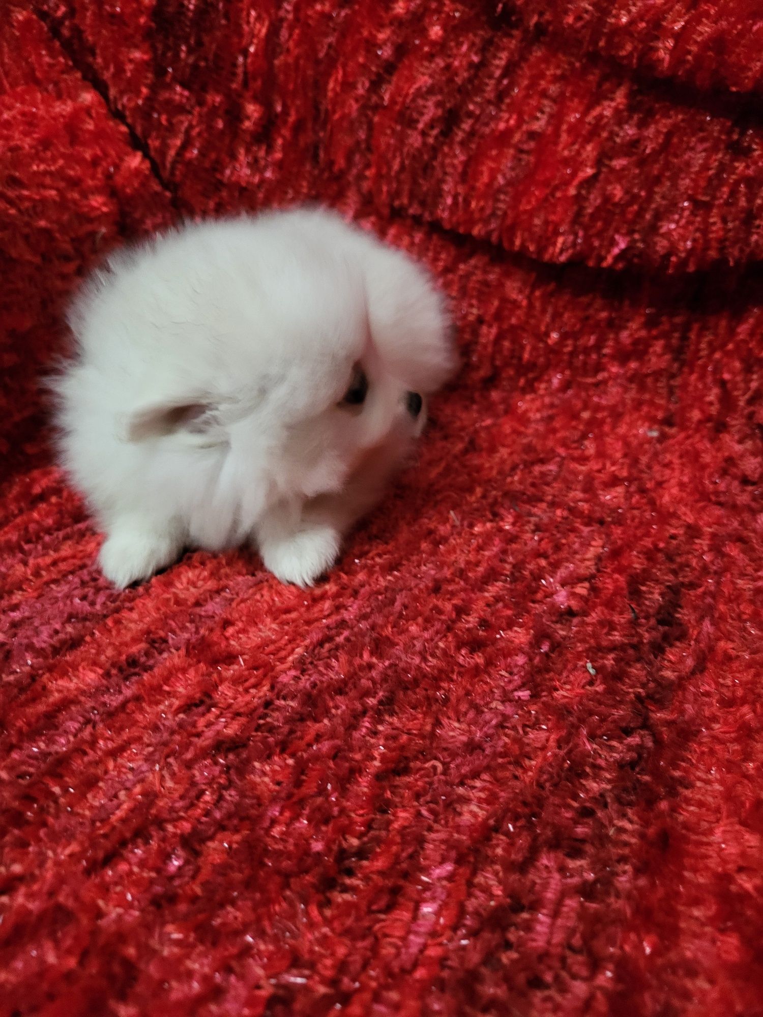 Spitz anão lulu da Pomerânia, fantástico