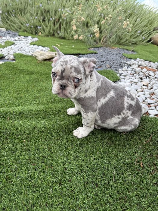 Bulldog francês blus merle olhos azuis