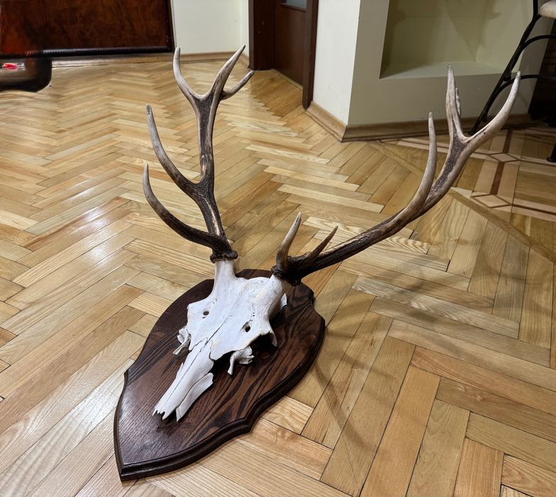 Роги благородного оленя, оленьи рога