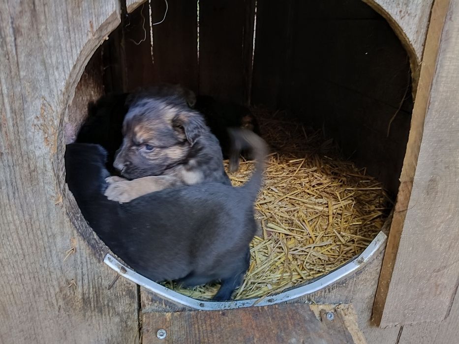 Oddam pieski mieszanice, mama owczarek niemiecki, ojciec duży rasa