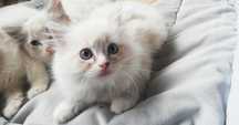 Kociak ragdoll   bicolour